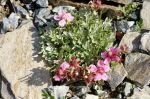 Potentilla_nitida_Nana_TOM_7020[1].jpg